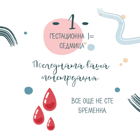1 гестационна седмица от бременността