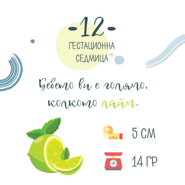 12 гестационна седмица – 12 седмица от бременността