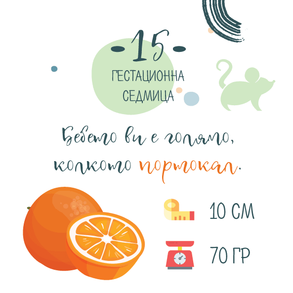 15 гестационна седмица – 15 седмица от бременността