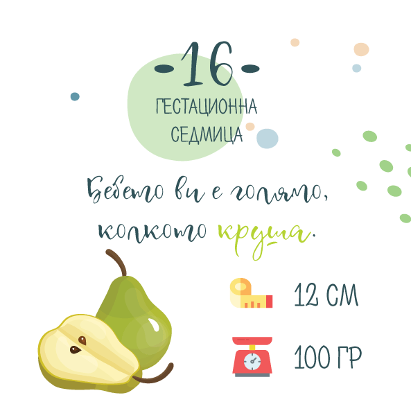 16 гестационна седмица – 16 седмица от бременността