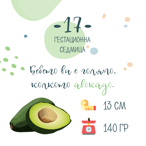 17 гестационна седмица – 17 седмица от бременността