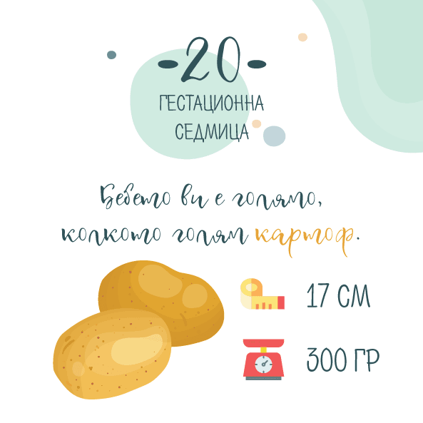20 гестационна седмица – 20 седмица от бременността