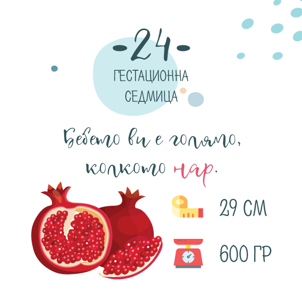 24 гестационна седмица от бременността