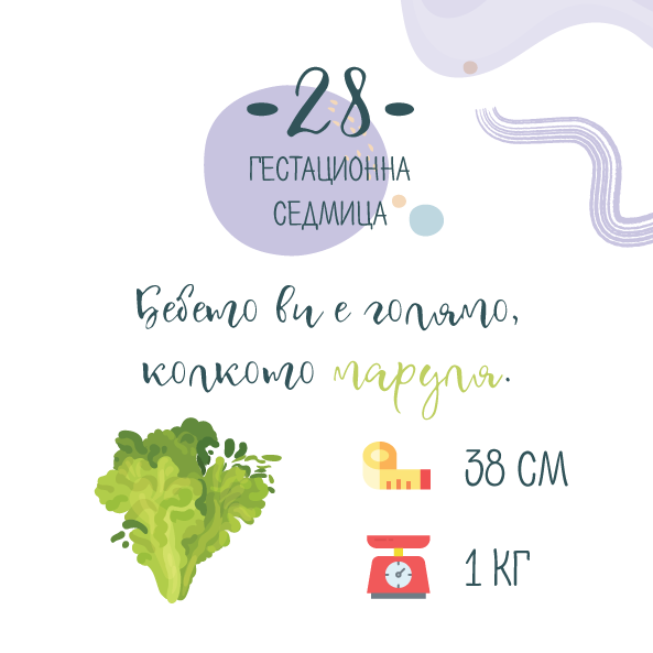 28 гестационна седмица – 28 седмица от бременността