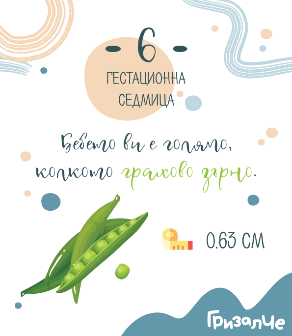 6 гестационна седмица – 6 седмица от бременността