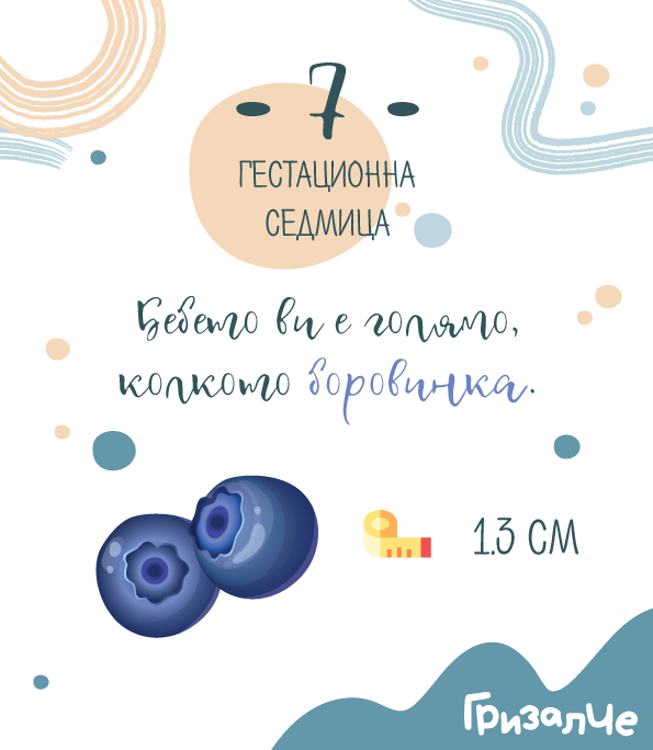7 гестационна седмица – 7 седмица от бременността