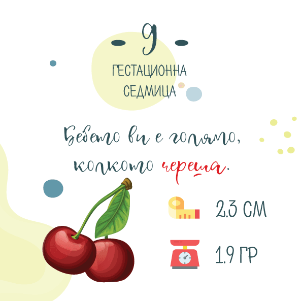 9 гестационна седмица – 9 седмица от бременността