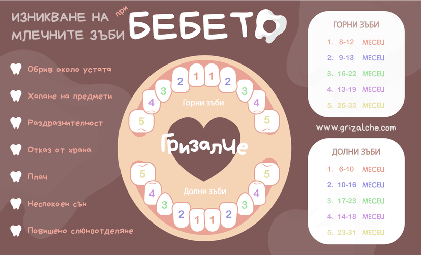 Поникване на млечните зъби, колко са на брой и кога никнат