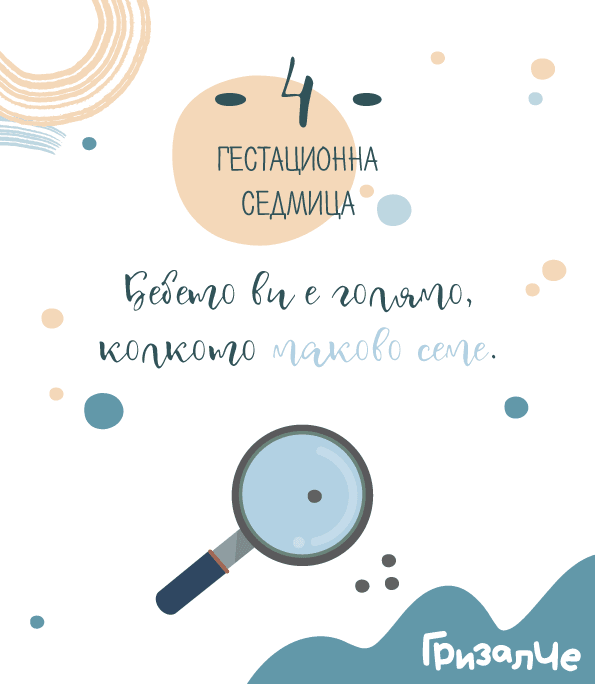 Бременност седмица 4