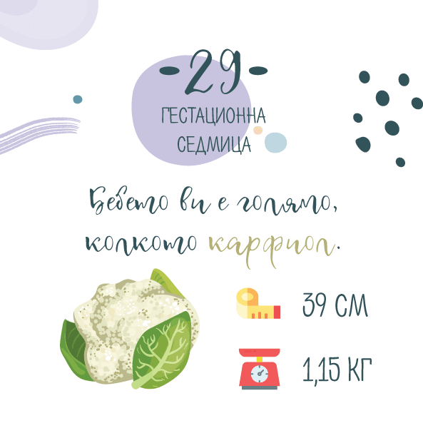 29 гестационна седмица от бременността
